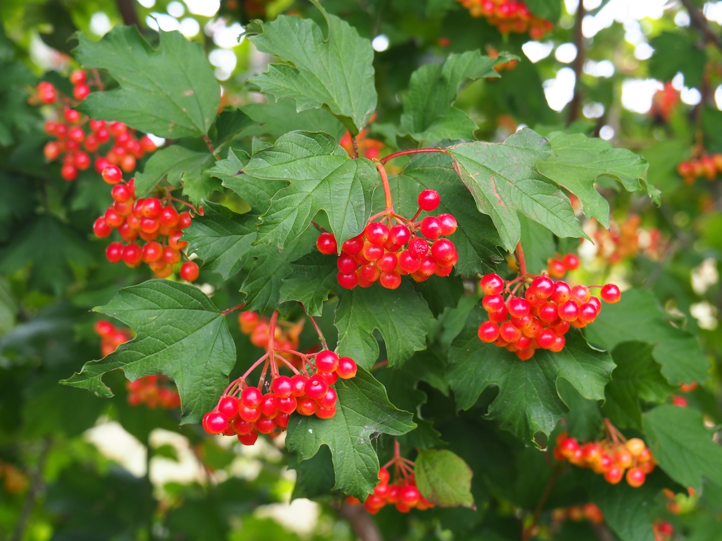 Guelder rose (Viburnum opulus)