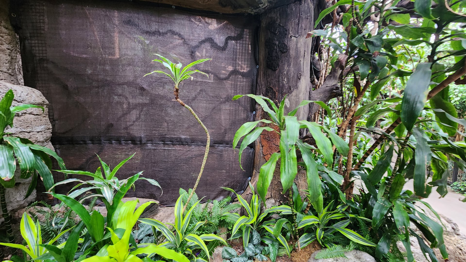 Guenon and Blue Monkey Area (not visible)