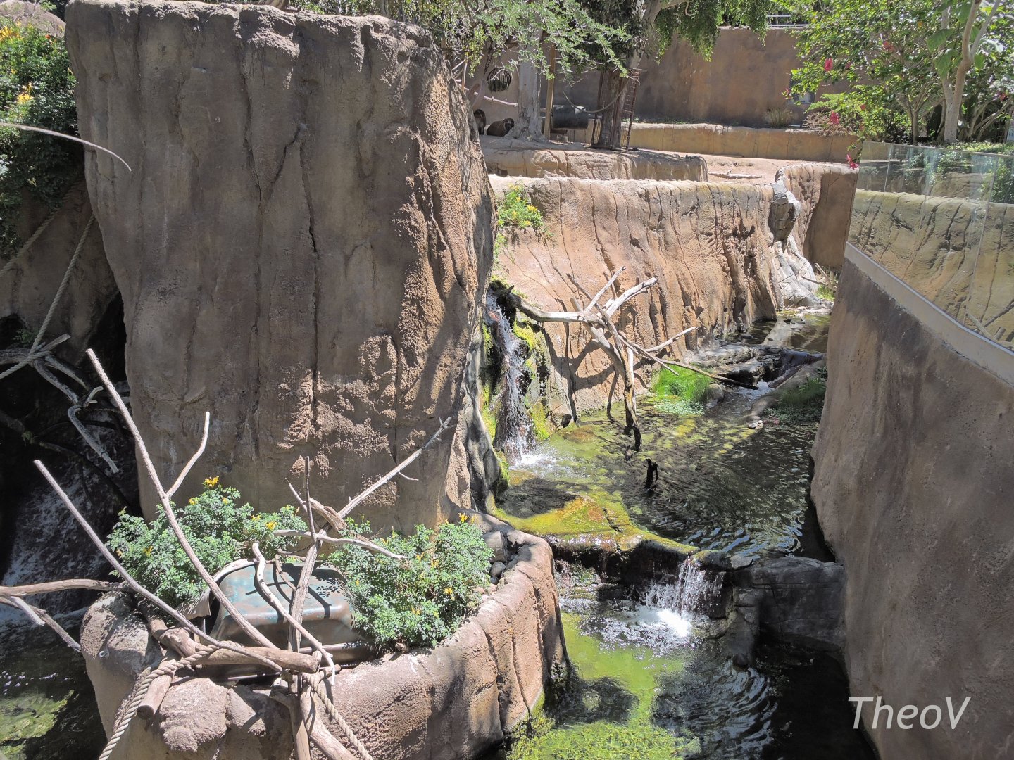 Guenon and otter exhibit - Lost Forest [2015]