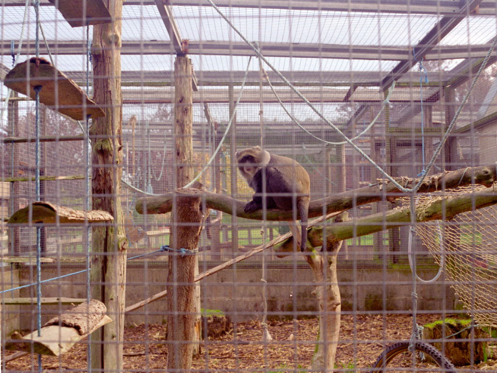 Guenon at Flamingo Land, mid-1990s