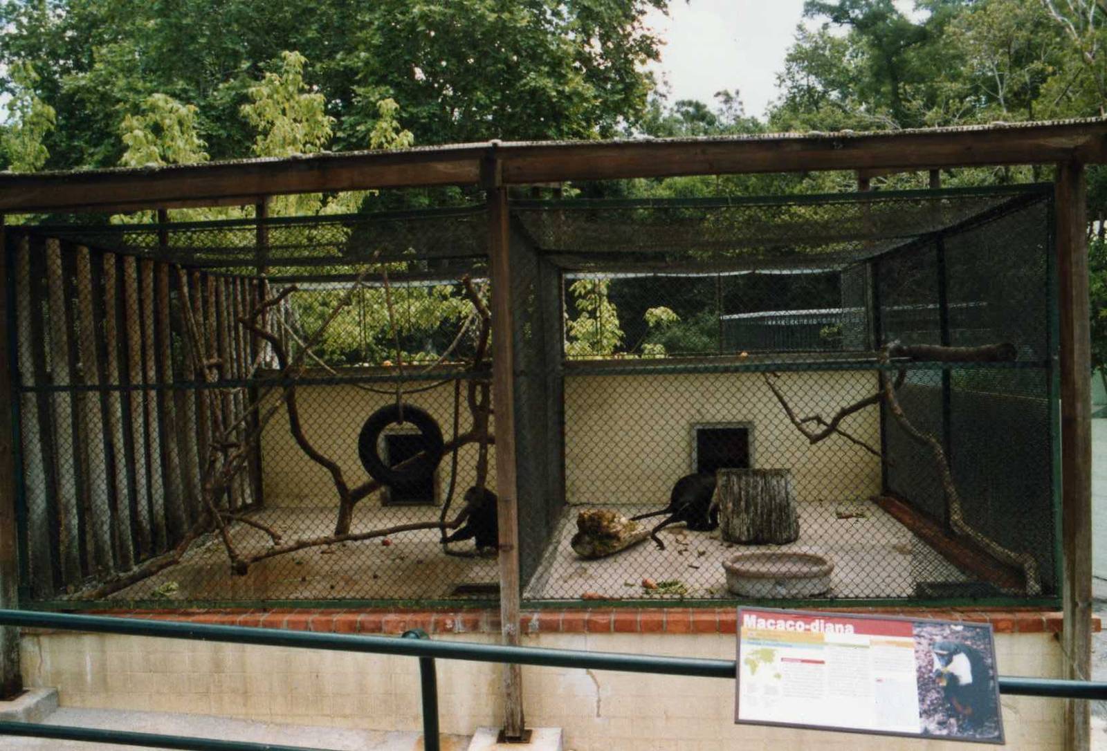 Guenon Cages