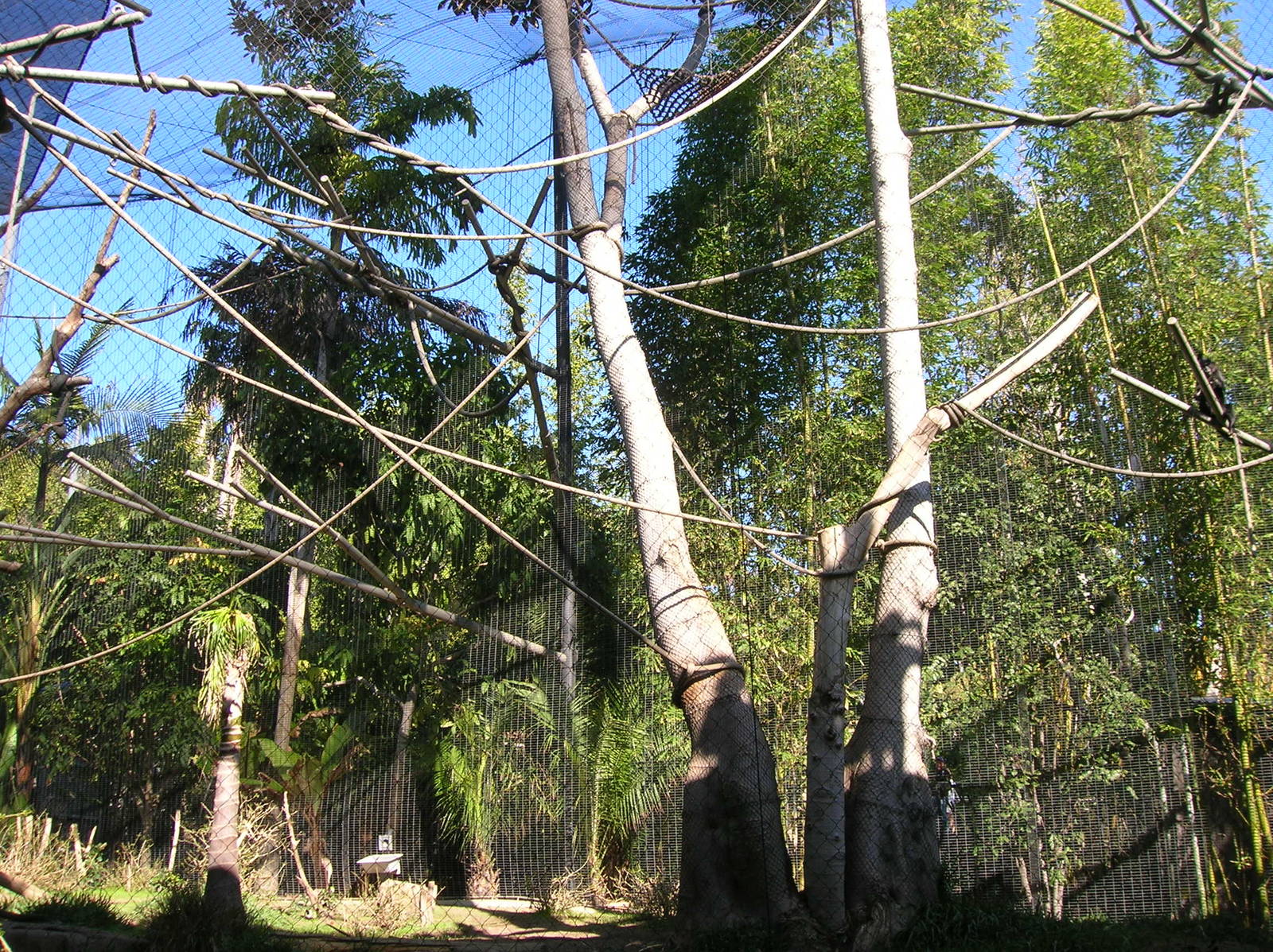 Guenon/Colobus/Mangebey Exhibit