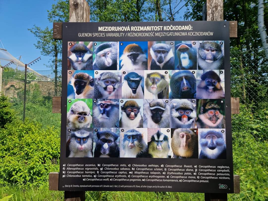 Guenon diversity sign