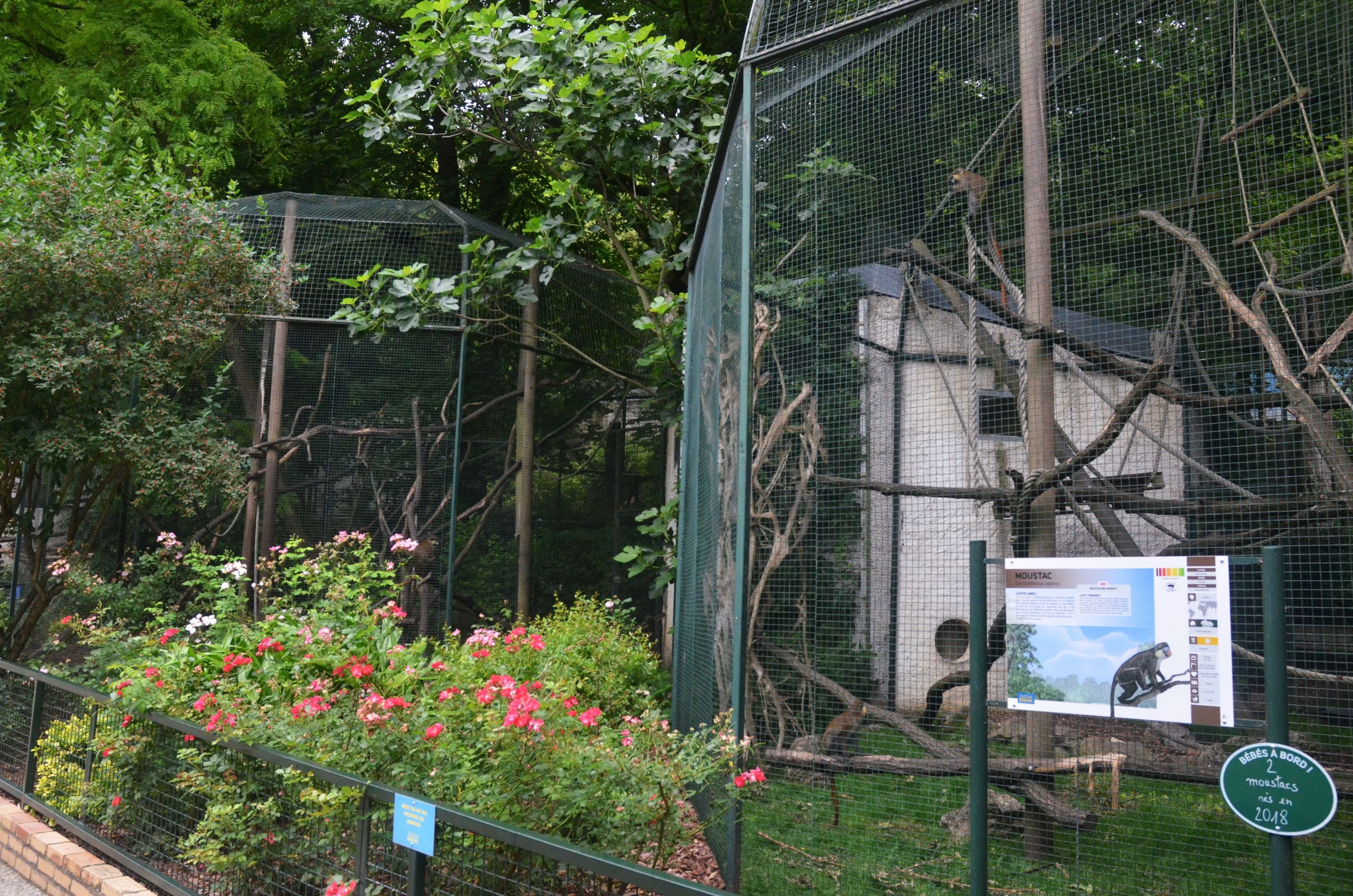 Guenon Enclosures at Beauval, 12/06/18