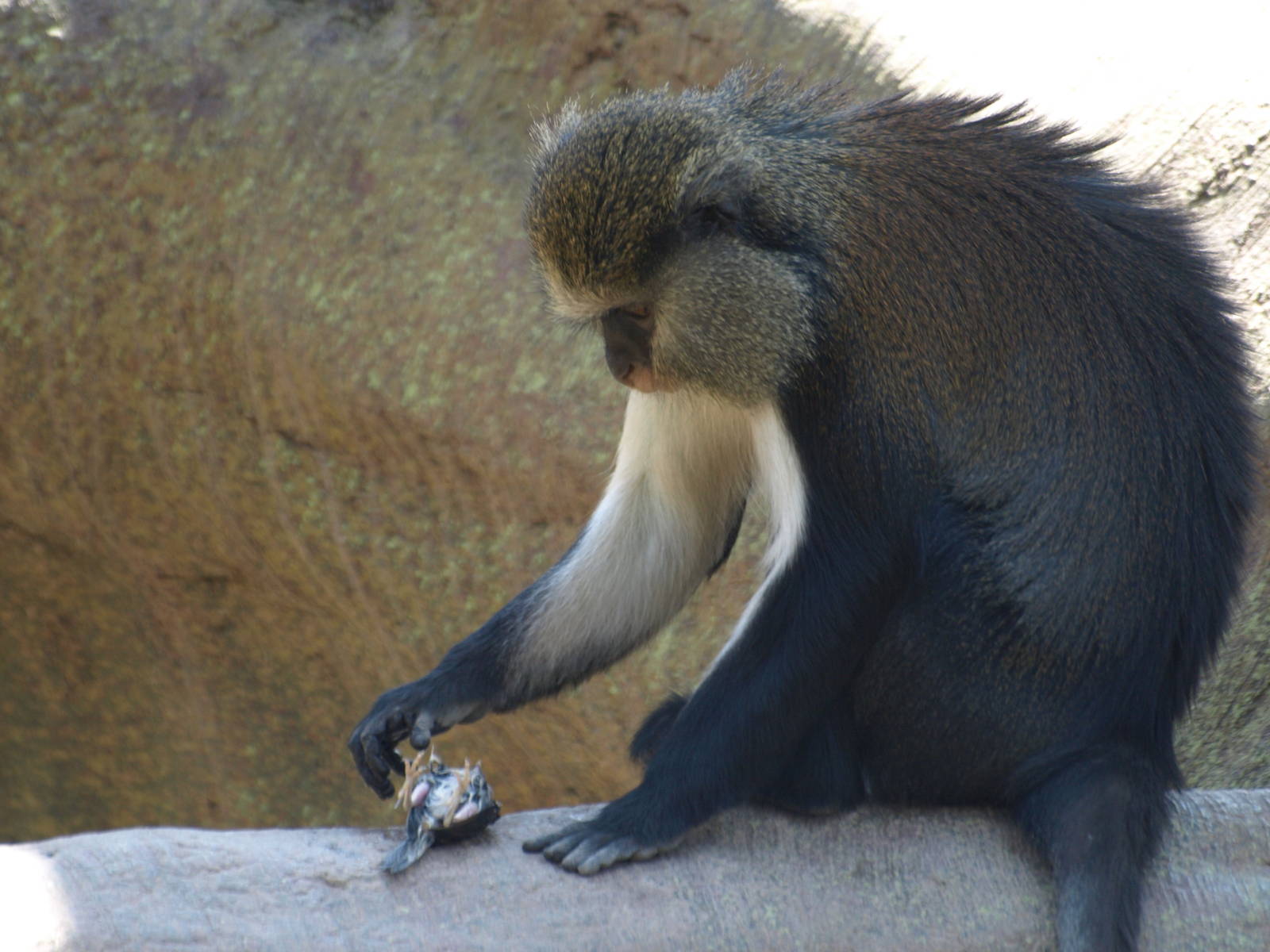 guenon examining a dead bird