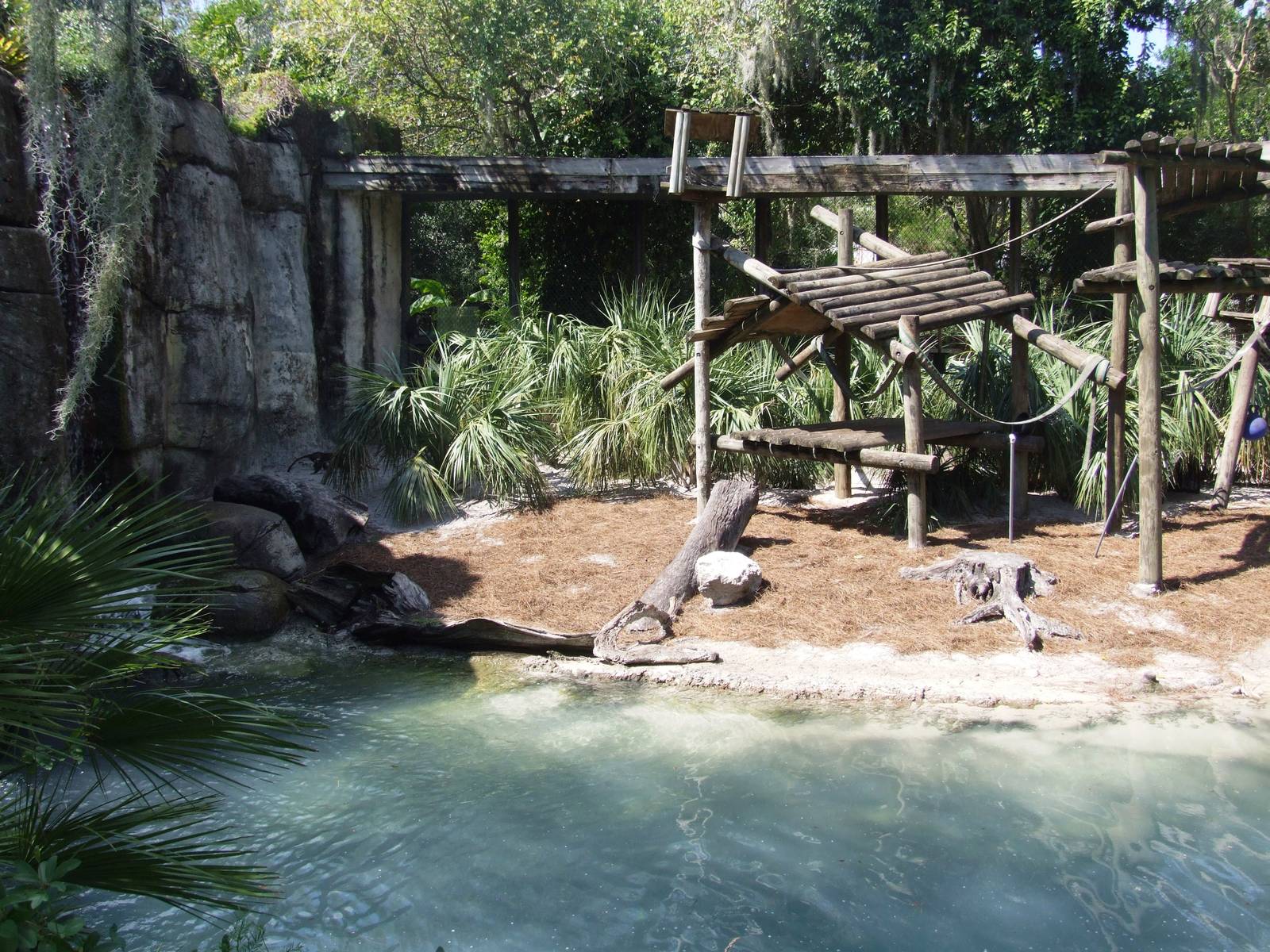 Guenon Exhibit at Lowry Park, 13/10/13