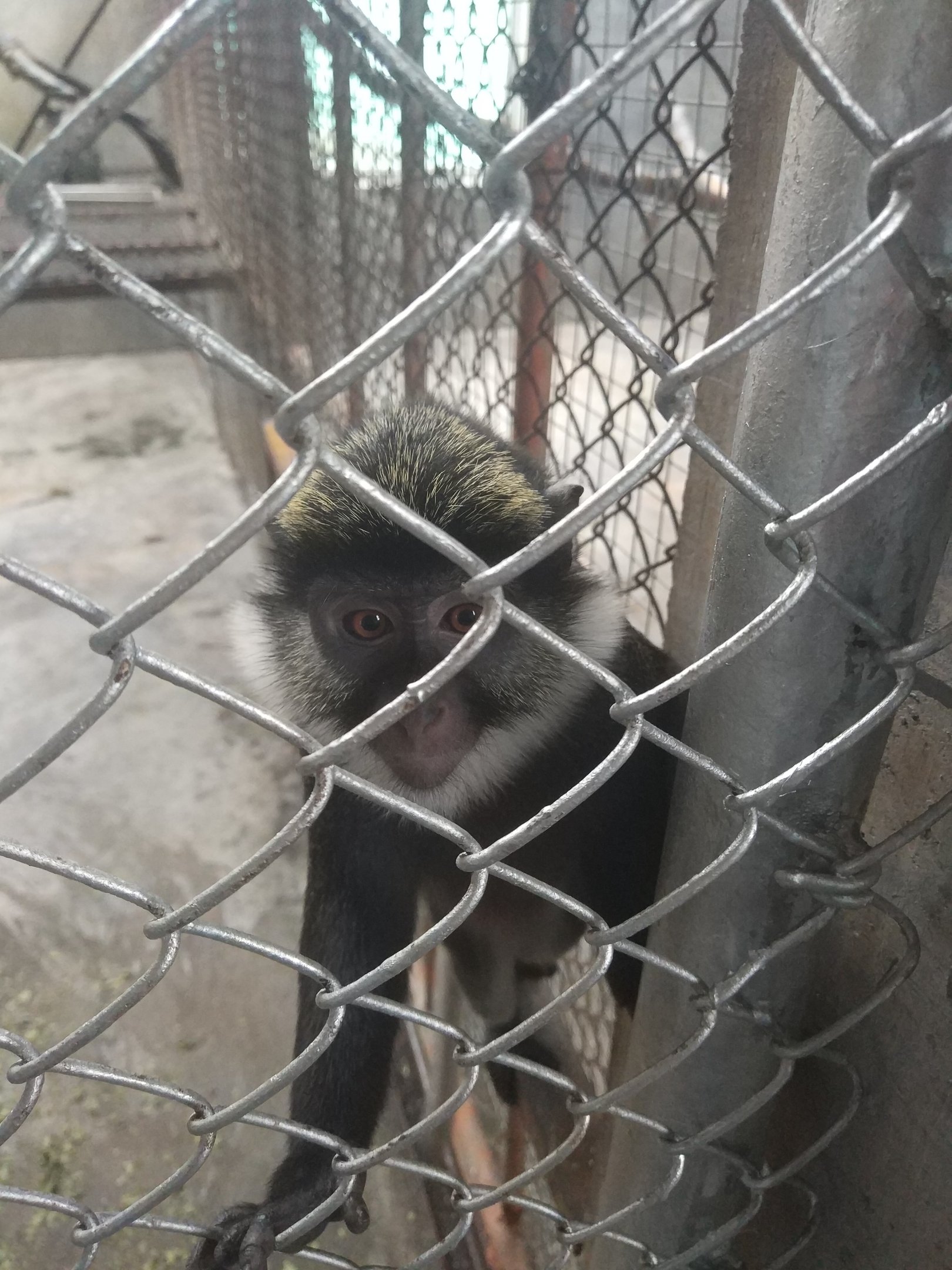 Guenon ID