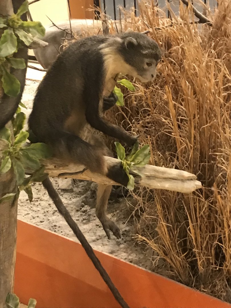 Guenon Id?
