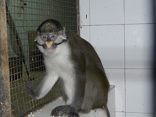 Guenon in Kishinev Zoo