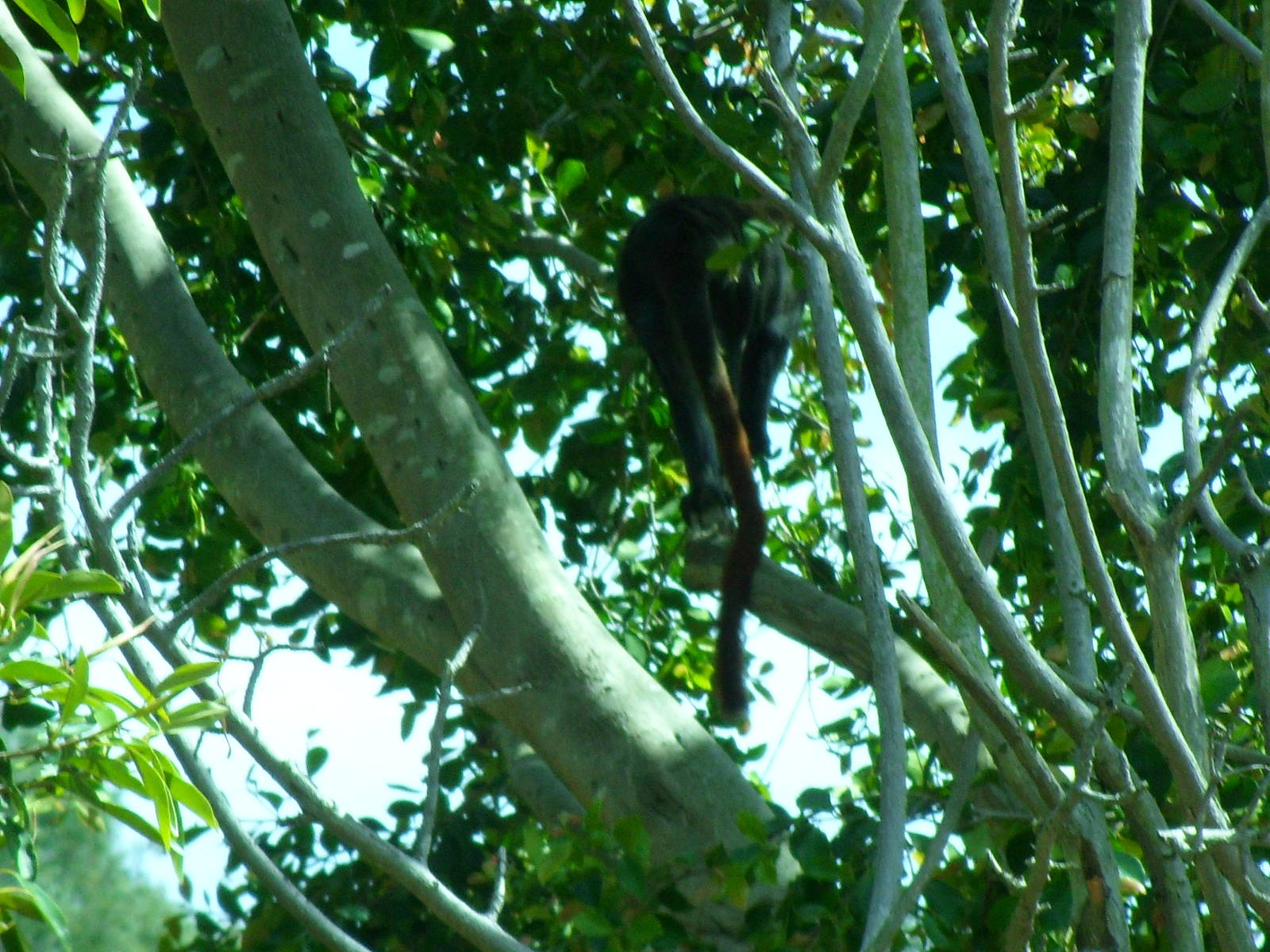 Guenon Runing Away in Trees