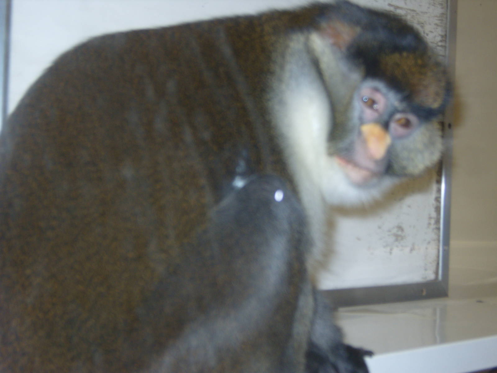 Guenon sp/ssp for ID
