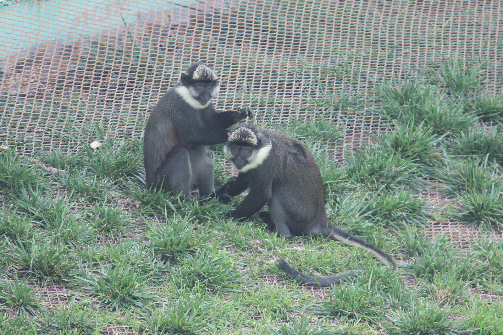 Guenon sp.