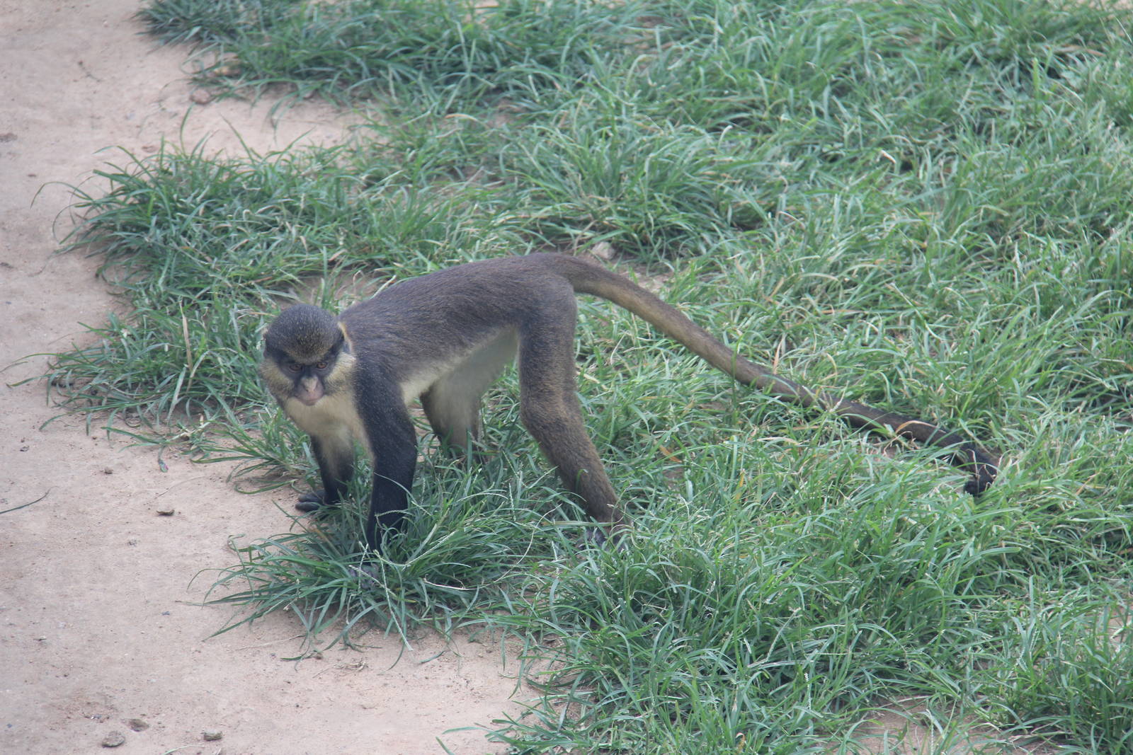 Guenon sp.