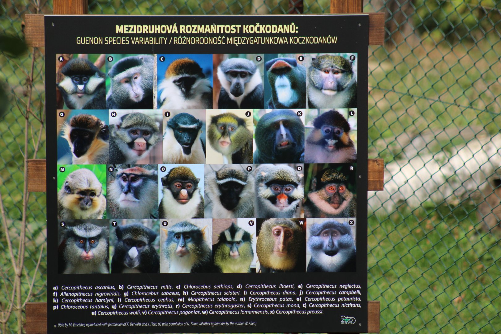 Guenon Species Sign