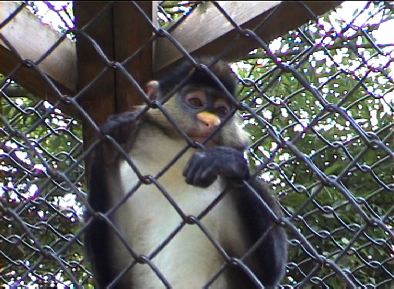 Guenon