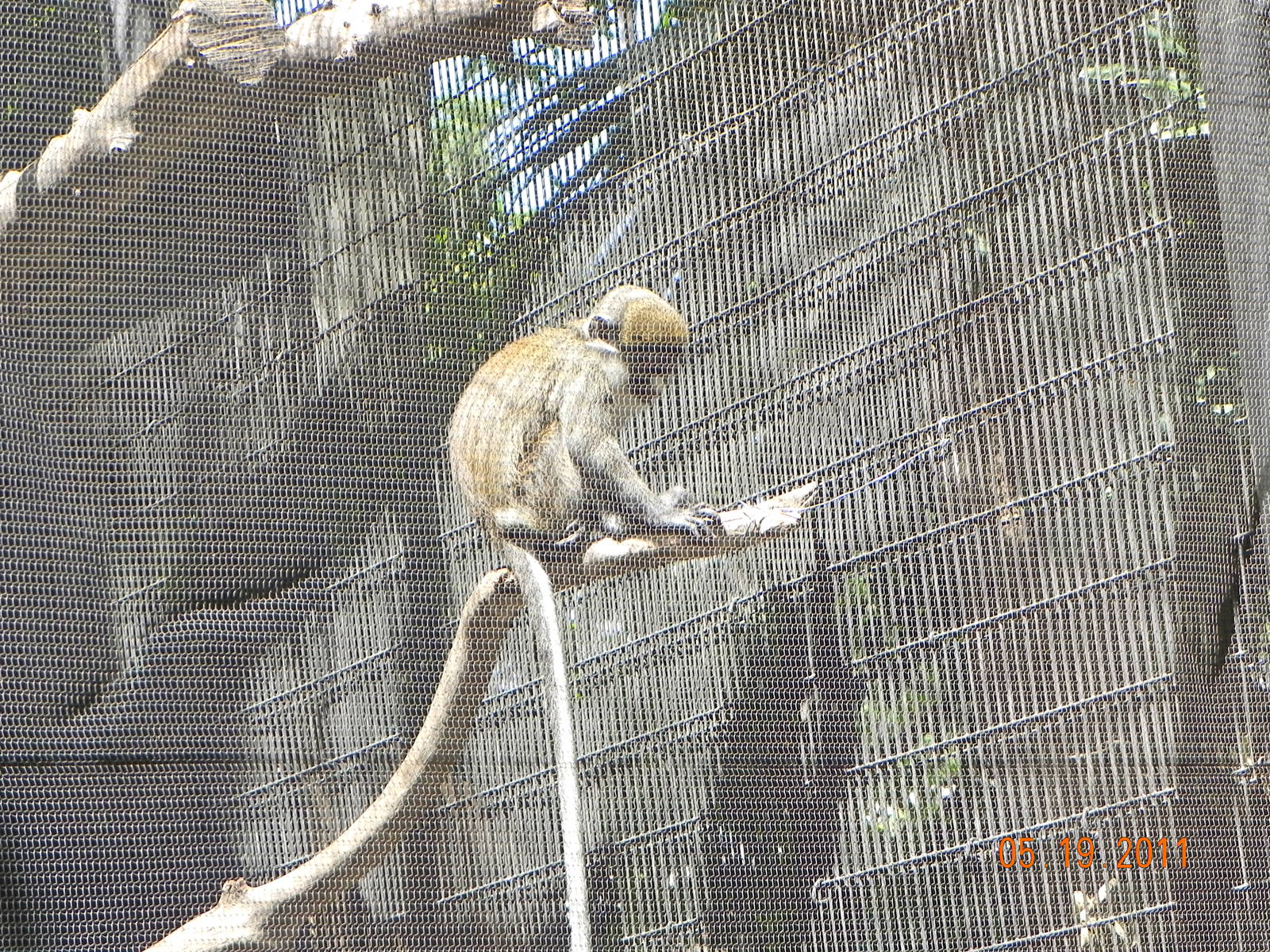 Guenon