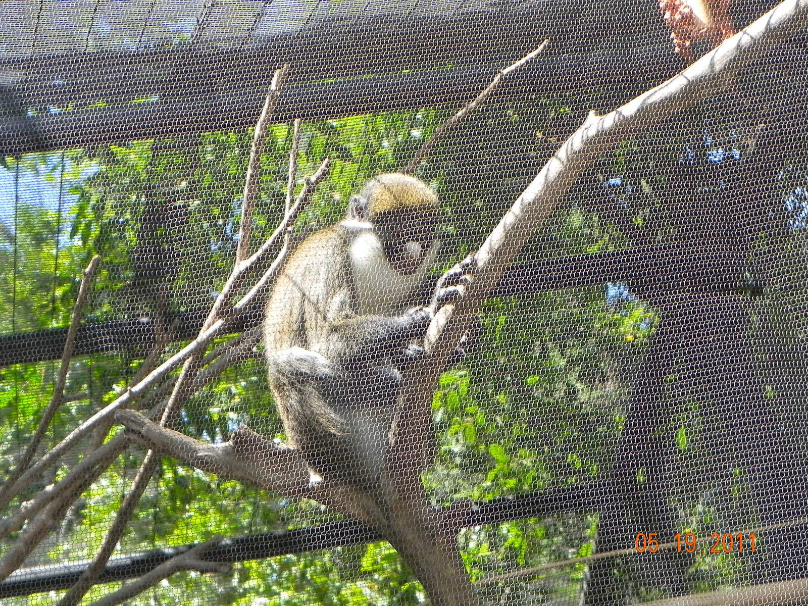 Guenon