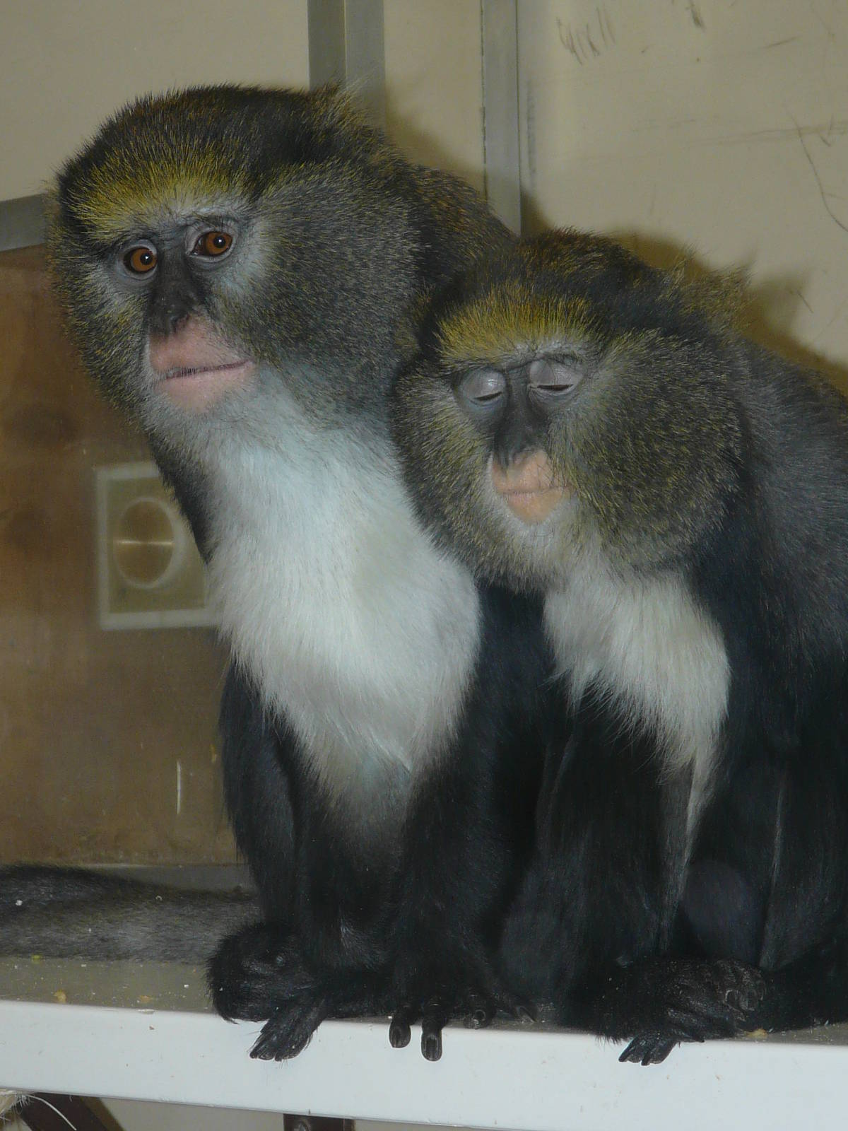 Guenons at Twycross Zoo