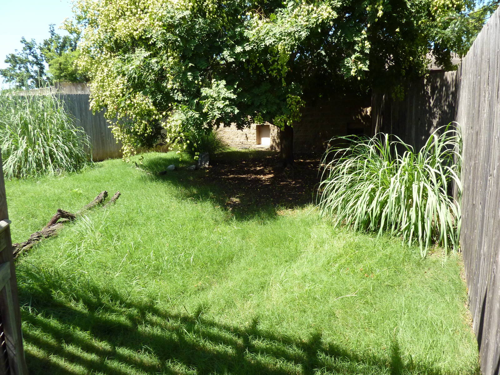 Guenther's Dik-Dik/Leopard Tortoise Exhibit