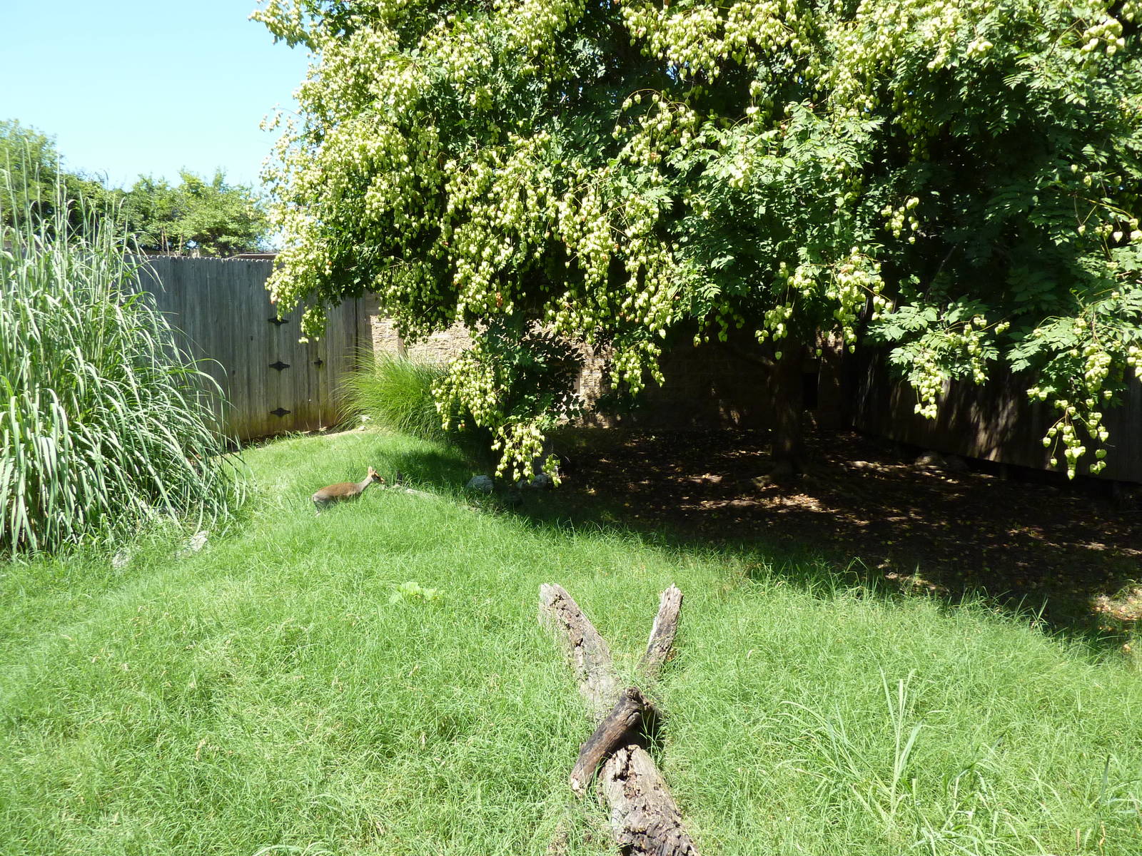 Guenther's Dik-Dik/Leopard Tortoise Exhibit