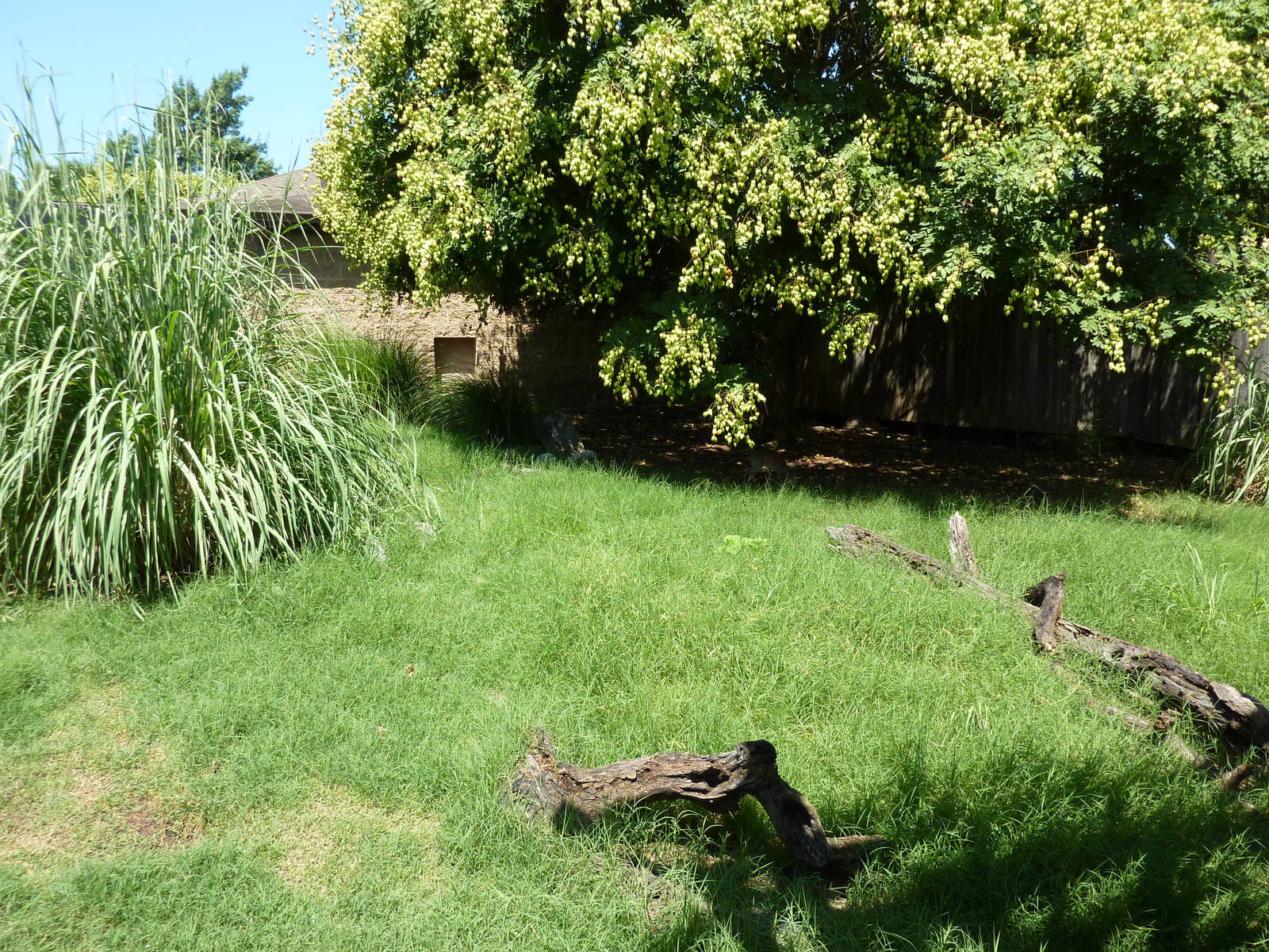 Guenther's Dik-Dik/Leopard Tortoise Exhibit