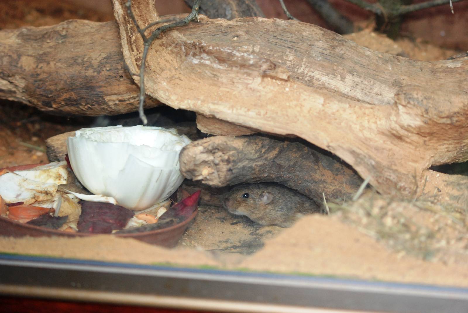 Guenther's Vole at Pilsen, 31/08/12