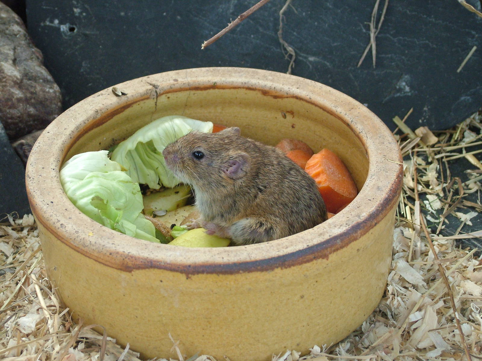 Guenther's Vole at Tierpark Berlin, 01/09/11