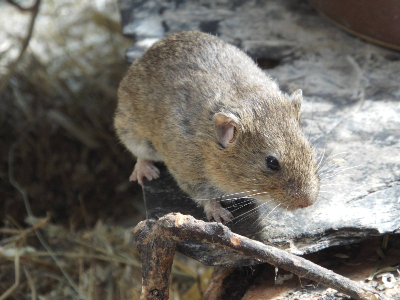 Guenthers Vole (Microtus guentheri) at Tierpark Berlin - 3 April 2014