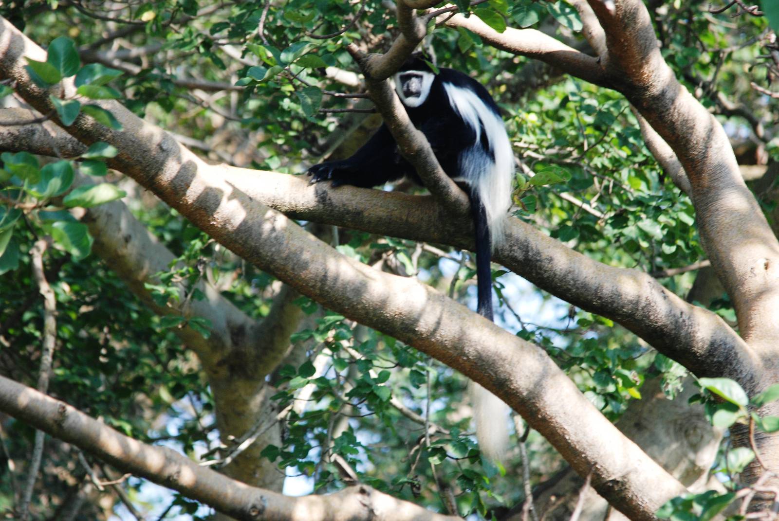 Guereza at Bishangari Lodge, 14/10/14