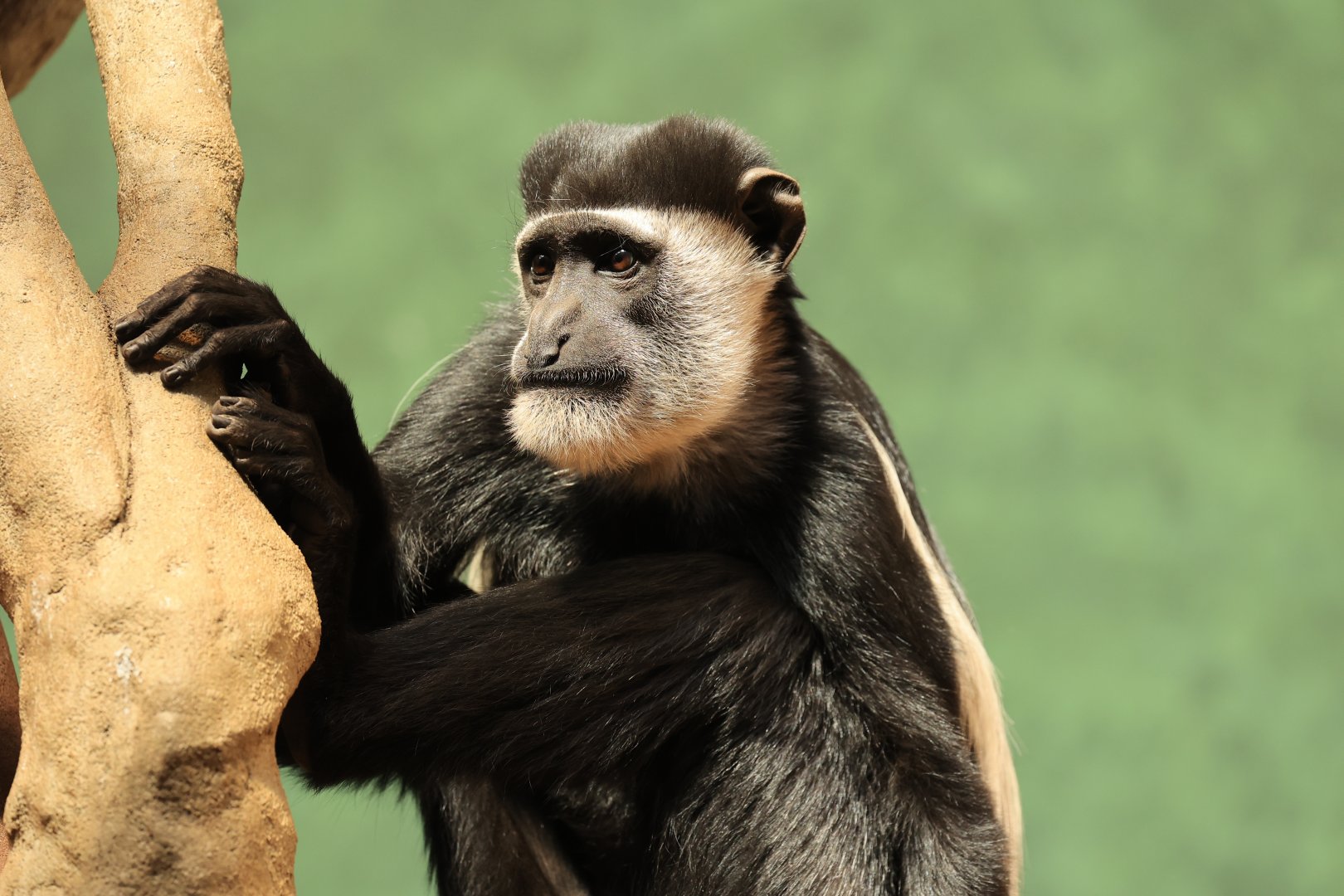 Guereza (August 2021)