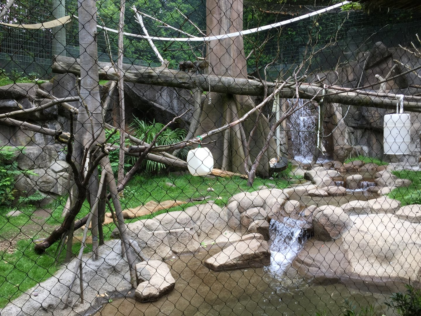 Guereza Colobus & DeBrazza’s Monkey Exhibit