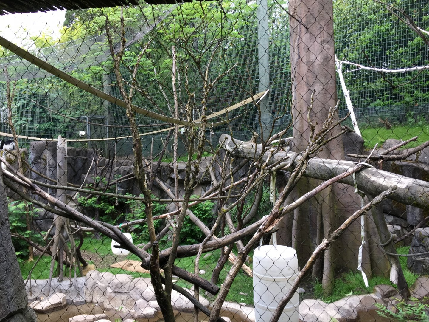 Guereza Colobus & DeBrazza’s Monkey Exhibit