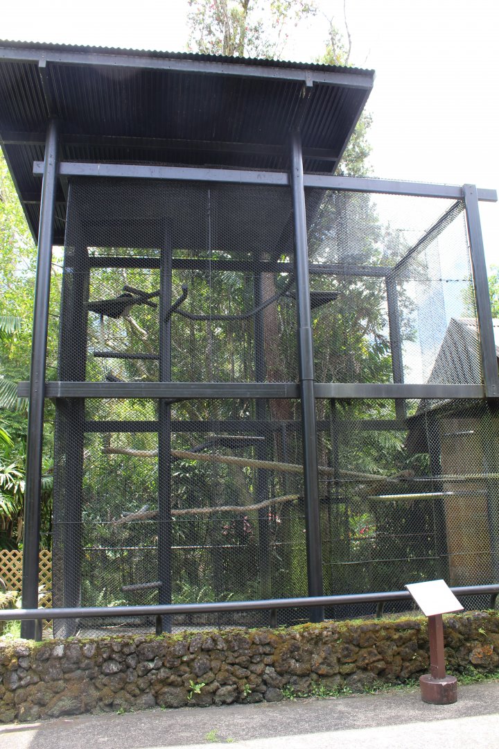 Guereza Colobus Exhibit