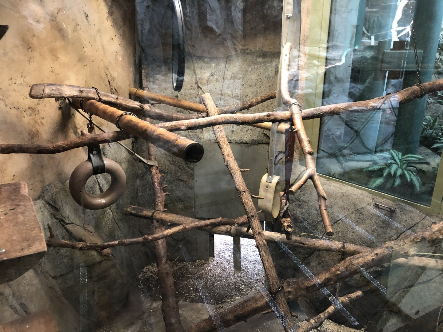 Guereza Colobus Exhibit