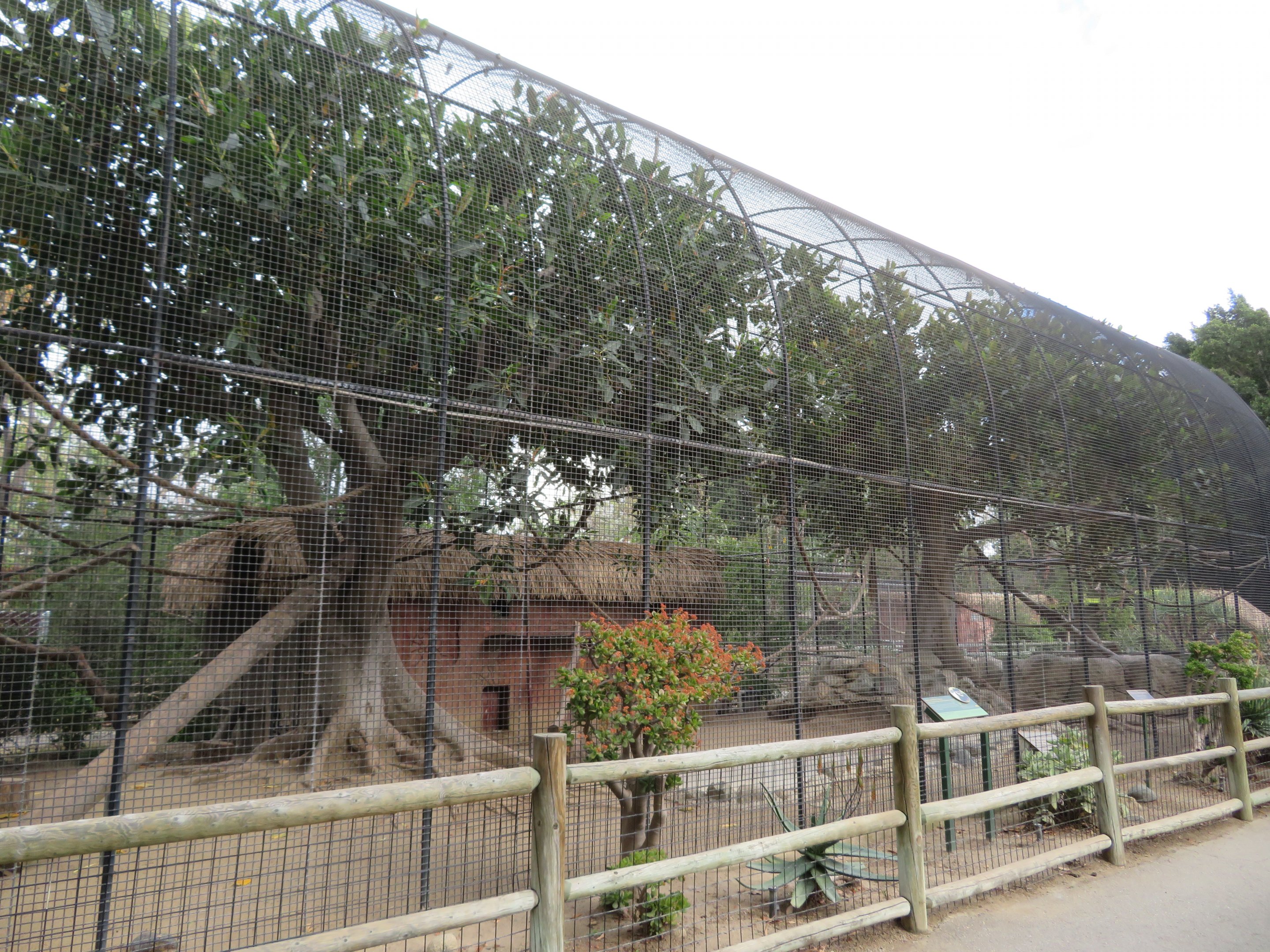 Guereza Colobus Exhibit