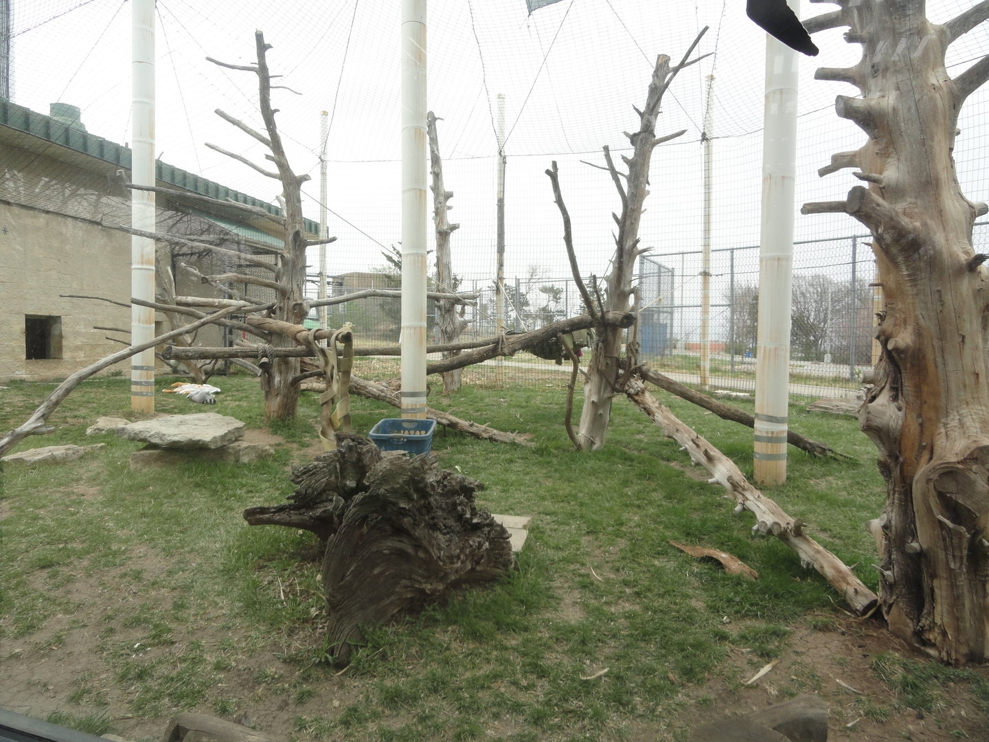 Guereza Colobus Exhibit