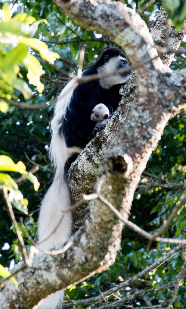 Guereza Colobus (Highlands form) and young