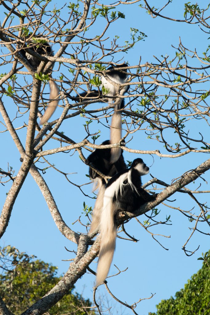 Guereza Colobus (Highlands form)