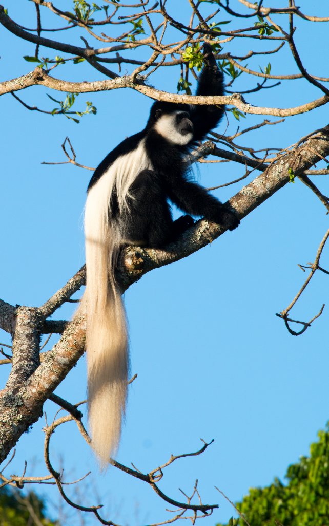 Guereza Colobus (Highlands form)