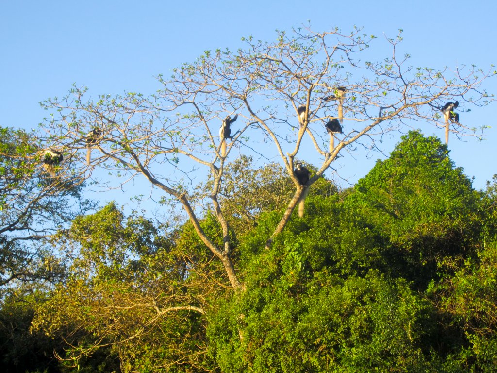 Guereza Colobus (Highlands form)