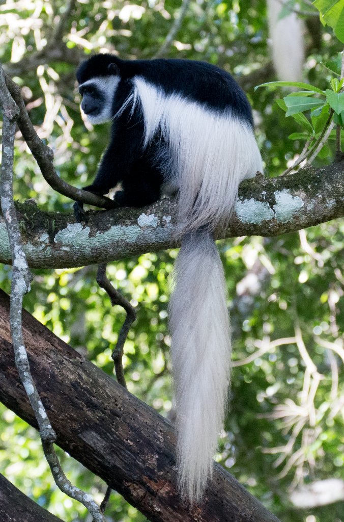 Guereza Colobus (Highlands form)
