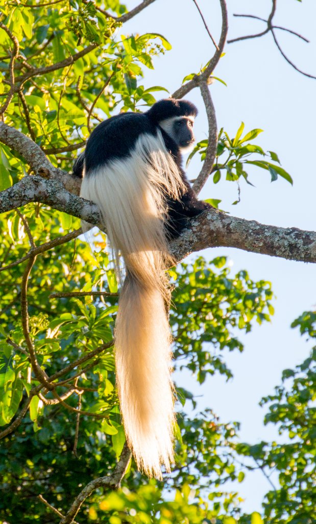 Guereza Colobus (Highlands form)