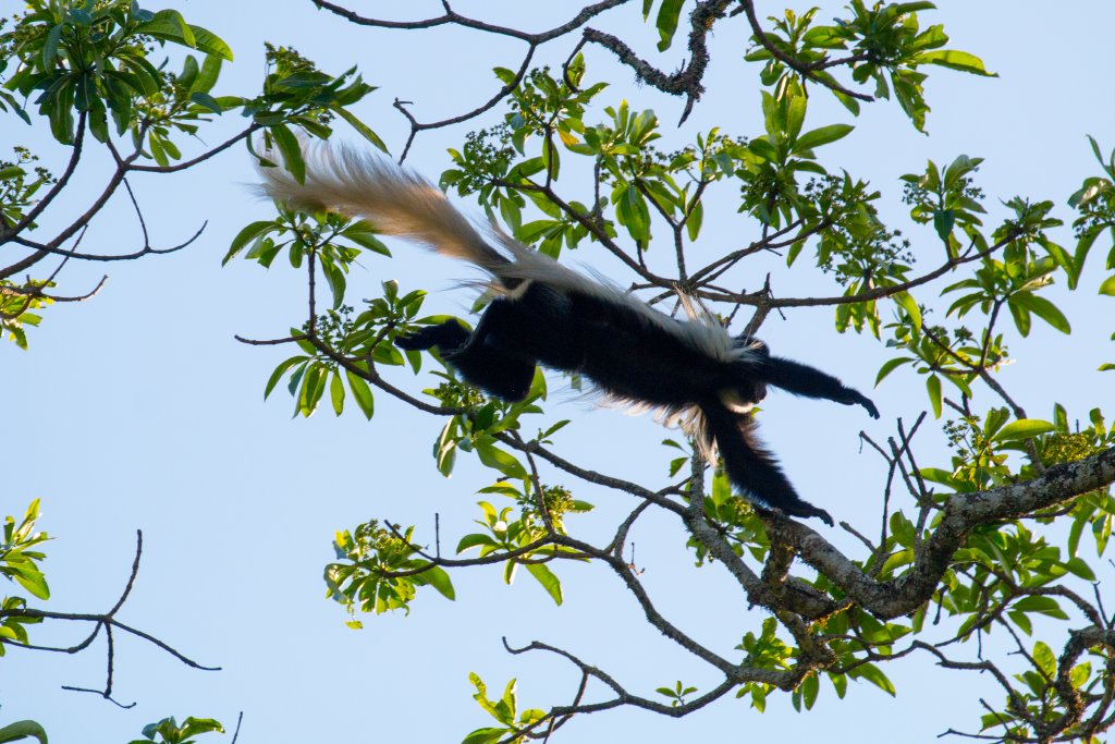 Guereza Colobus (Highlands form)