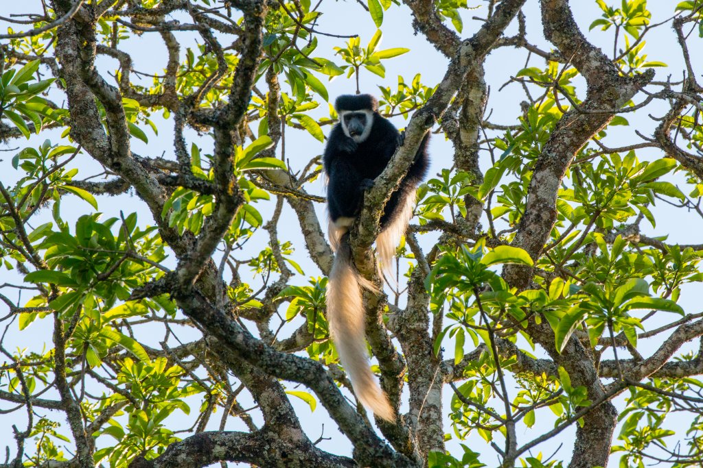 Guereza Colobus (Highlands form)