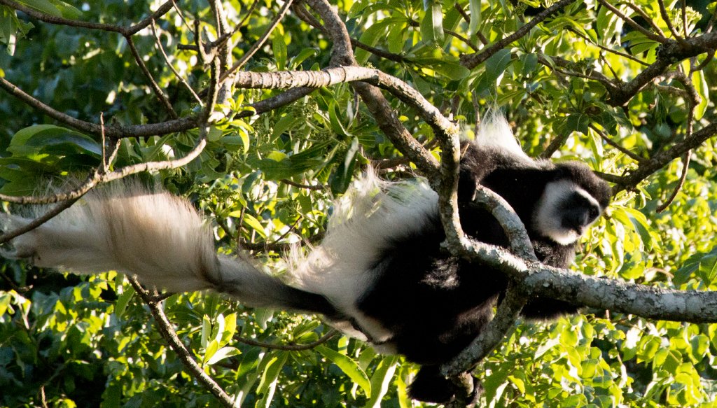 Guereza Colobus (Highlands form)