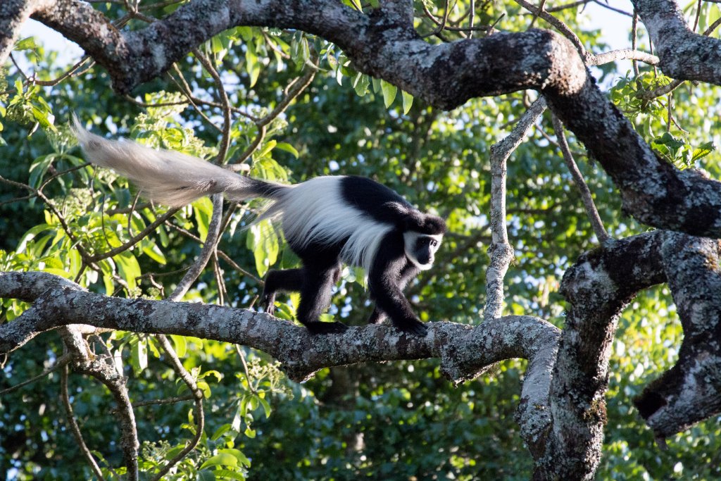 Guereza Colobus (Highlands form)