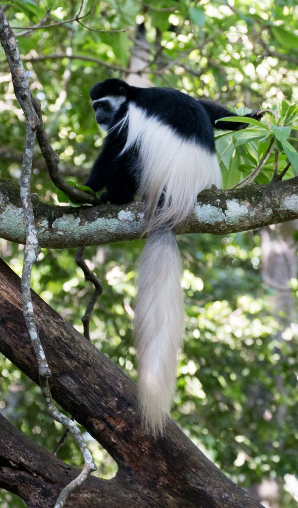 Guereza Colobus (Highlands form)
