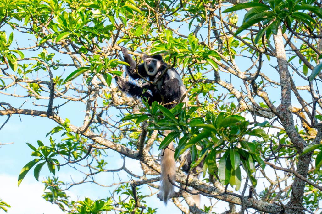 Guereza Colobus (Highlands form)