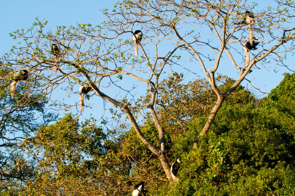 Guereza Colobus (Highlands form)