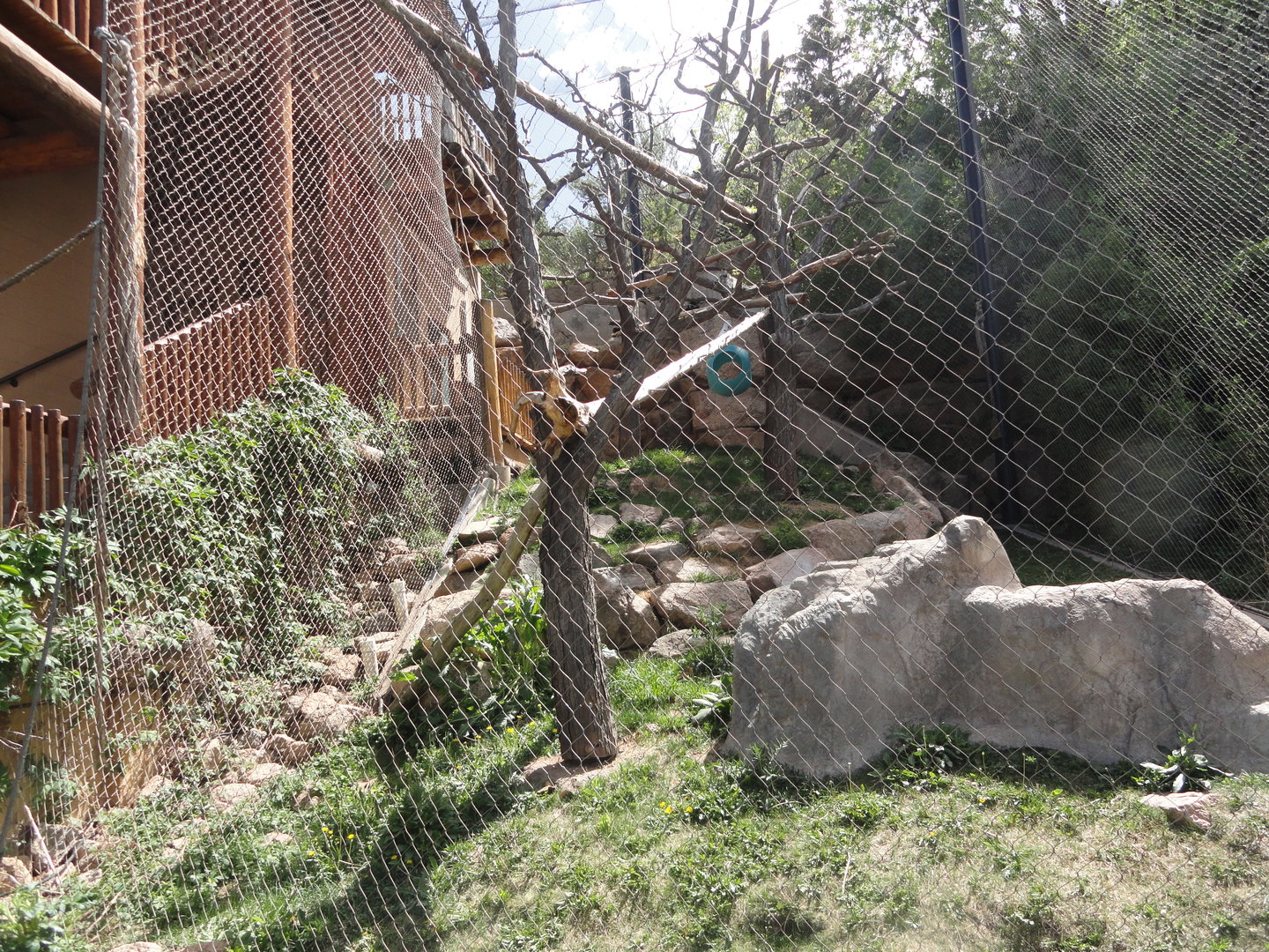 Guereza Colobus & Rock Hyrax Exhibit